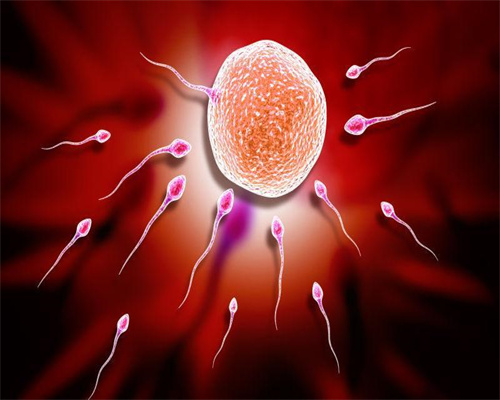 试管代孕实验对雌激素和孕酮的卵泡发育状况