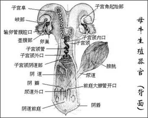 男生子助孕师：中国无痛分娩普及率低 麻醉医生