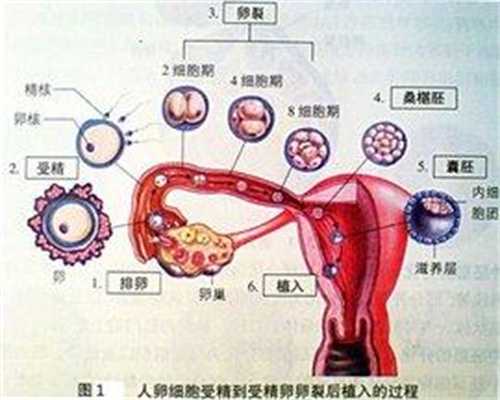 医用助孕仪器：44岁林志玲代孕试管代孕 司机与